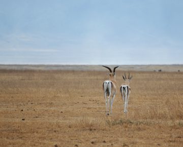 6 Days Uganda Gorillas & Ngorongoro Crater Safari