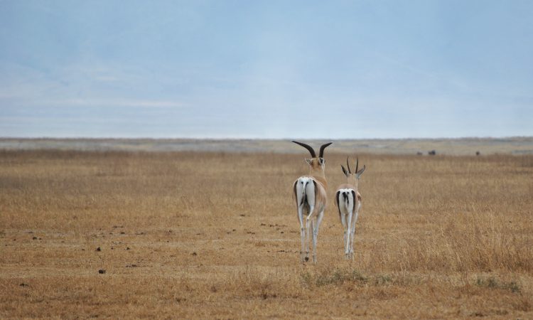 6 Days Uganda Gorillas & Ngorongoro Crater Safari