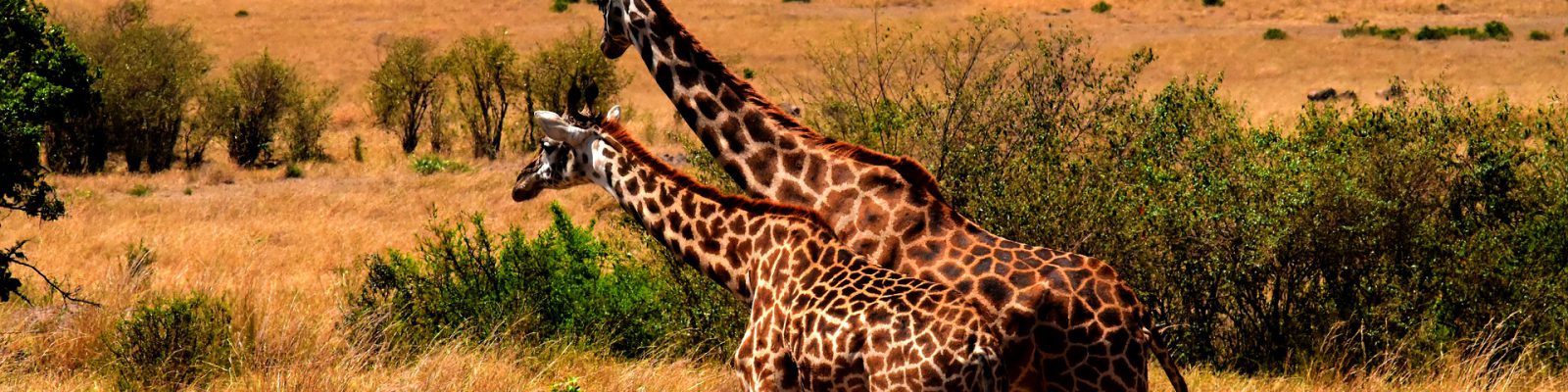 6 Days Gorillas and Wildlife tour