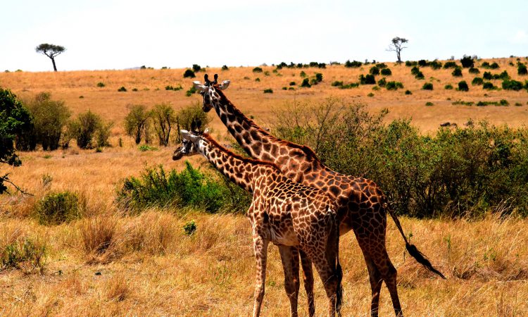 6 Days Gorillas and Wildlife tour
