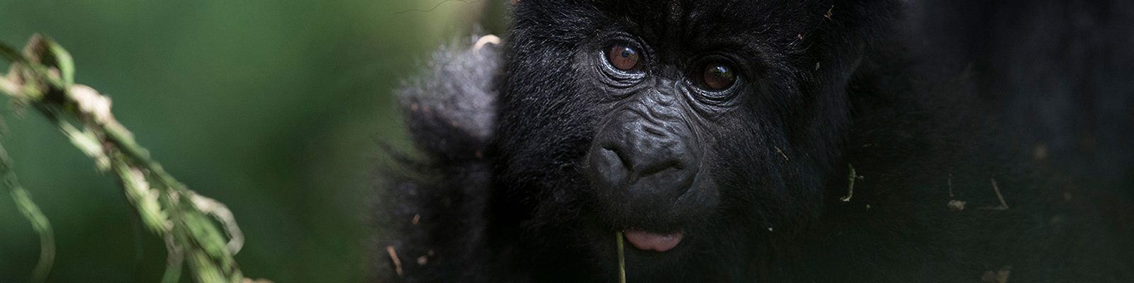 7 Days Bwindi Gorilla encounter