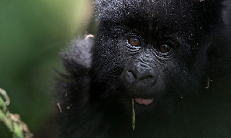 7 Days Bwindi Gorilla encounter