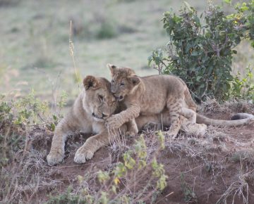 7 Days Kenya Wildlife Safari