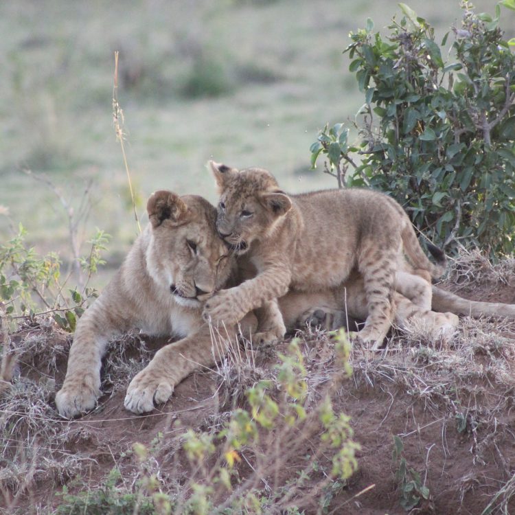 7 Days Kenya Wildlife Safari