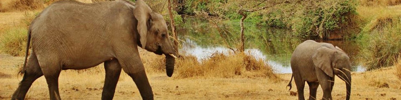 7 Days Tanzania Wildlife Safari