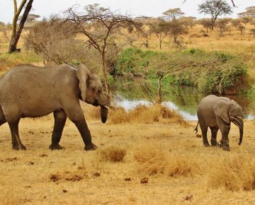 7 Days Tanzania Wildlife Safari