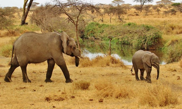 7 Days Tanzania Wildlife Safari