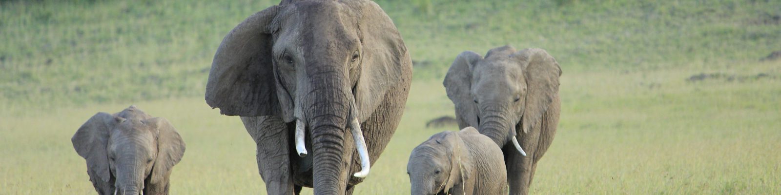 8 Days Kenya Classic Safari