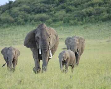 8 Days Kenya Classic Safari