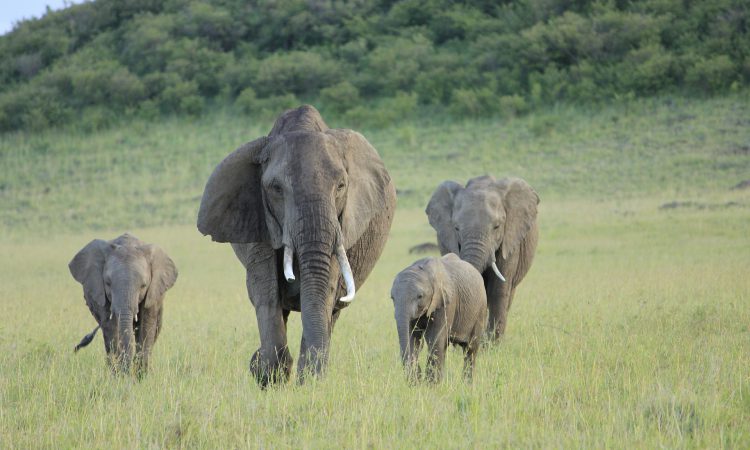 8 Days Kenya Classic Safari