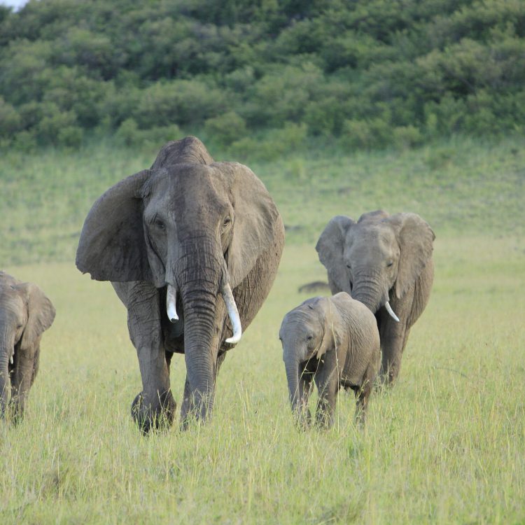 8 Days Kenya Classic Safari
