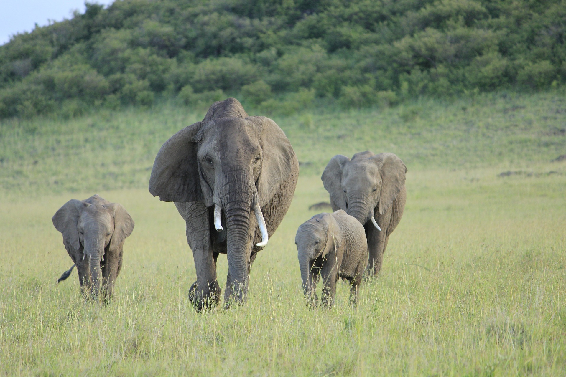8 Days Kenya Classic Safari