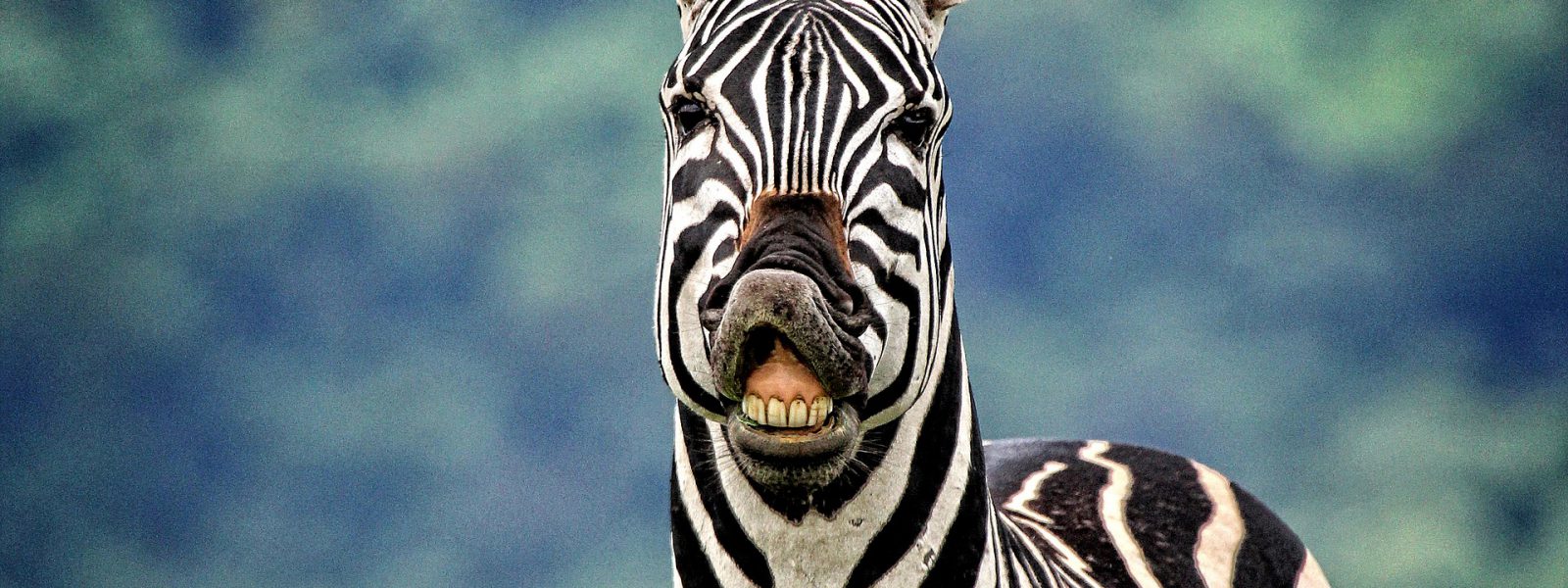 Budget Safaris in Rwanda
