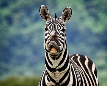 Budget Safaris in Rwanda