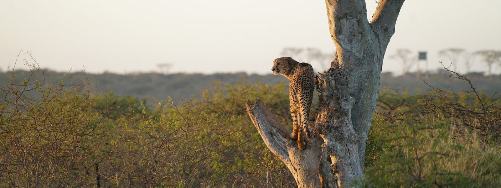 Tanzania Safaris