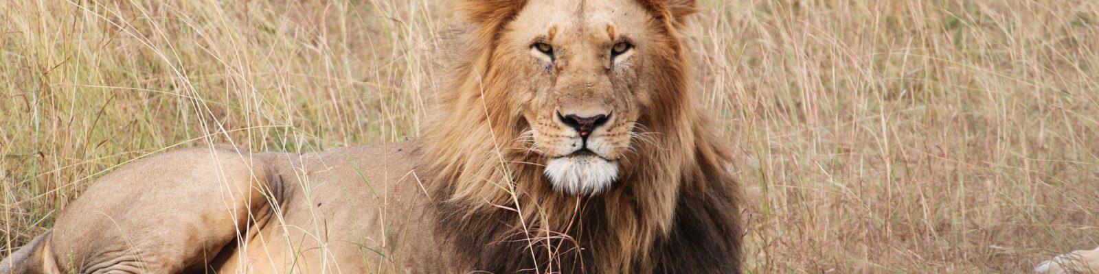 Budget Safaris in Uganda
