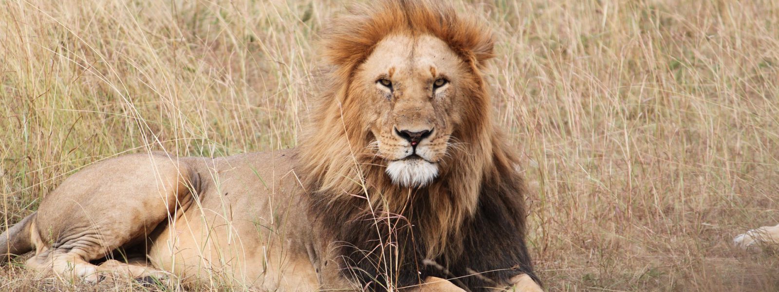Budget Safaris in Uganda