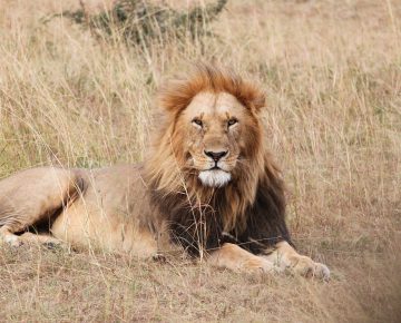 Budget Safaris in Uganda