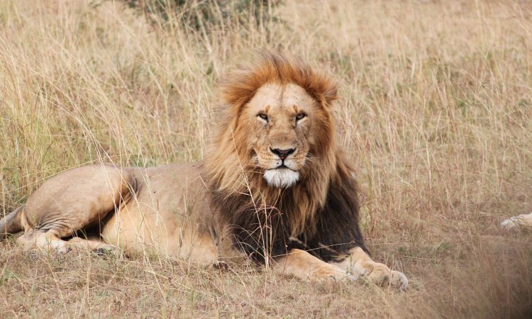 Budget Safaris in Uganda
