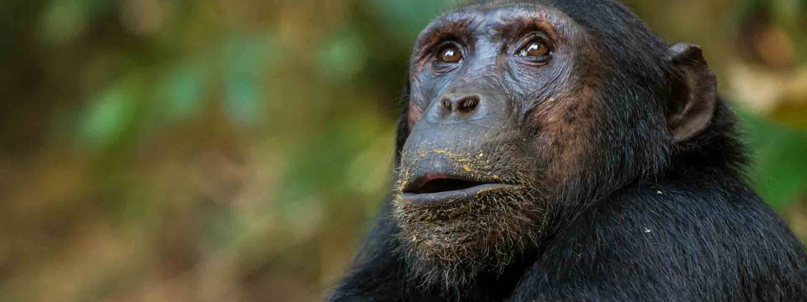 Chimpanzee Trekking in Rwanda