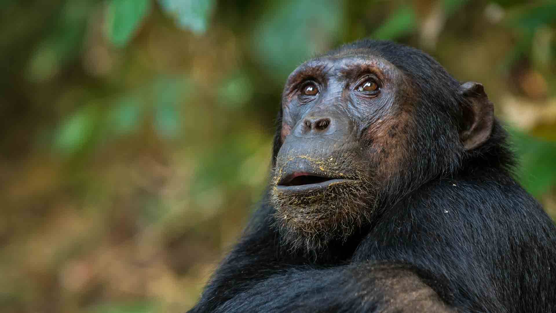 Uganda Wildlife safaris