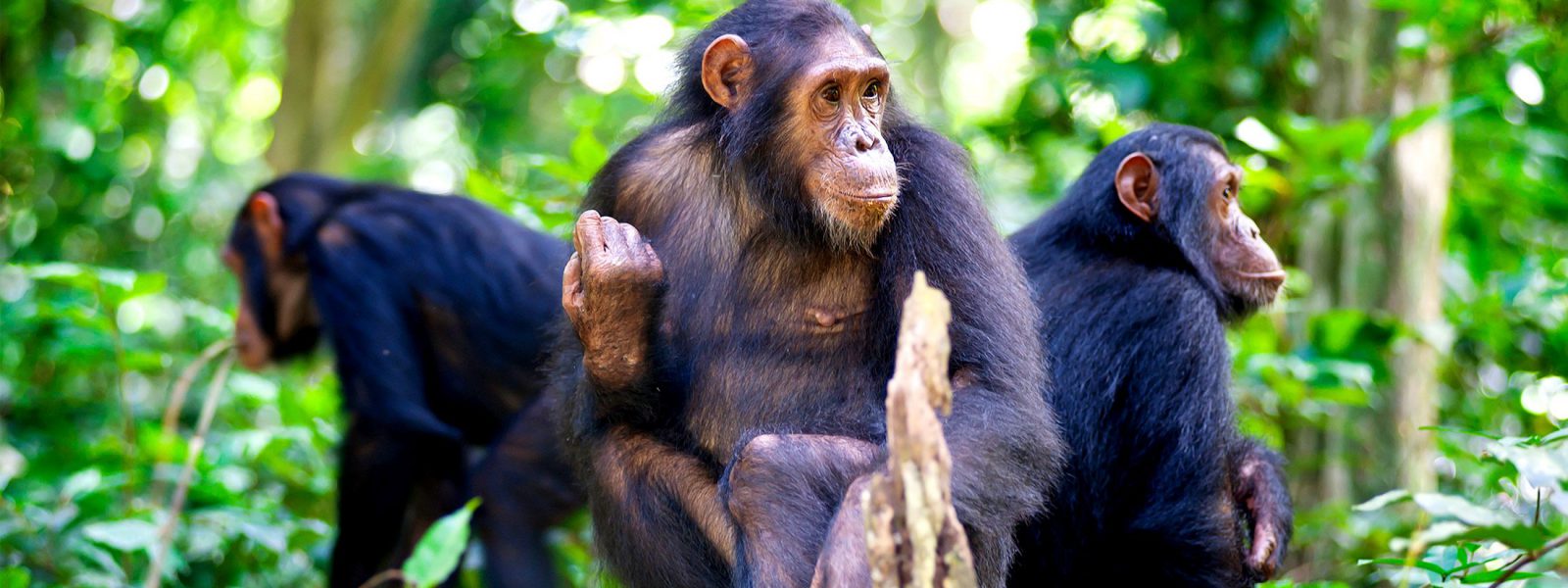 Chimpanzee Trekking in Tanzania