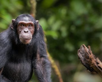 Chimpanzee Trekking in Kibale Forest National Park
