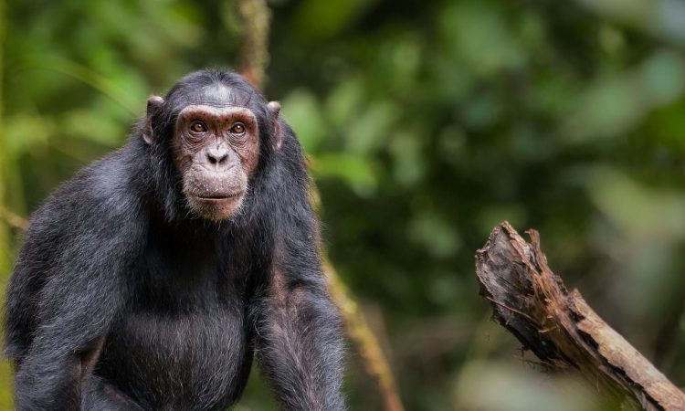 Chimpanzee Trekking in Kibale Forest National Park