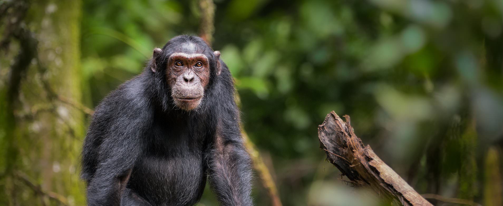 Chimpanzee Trekking in Kibale Forest National Park