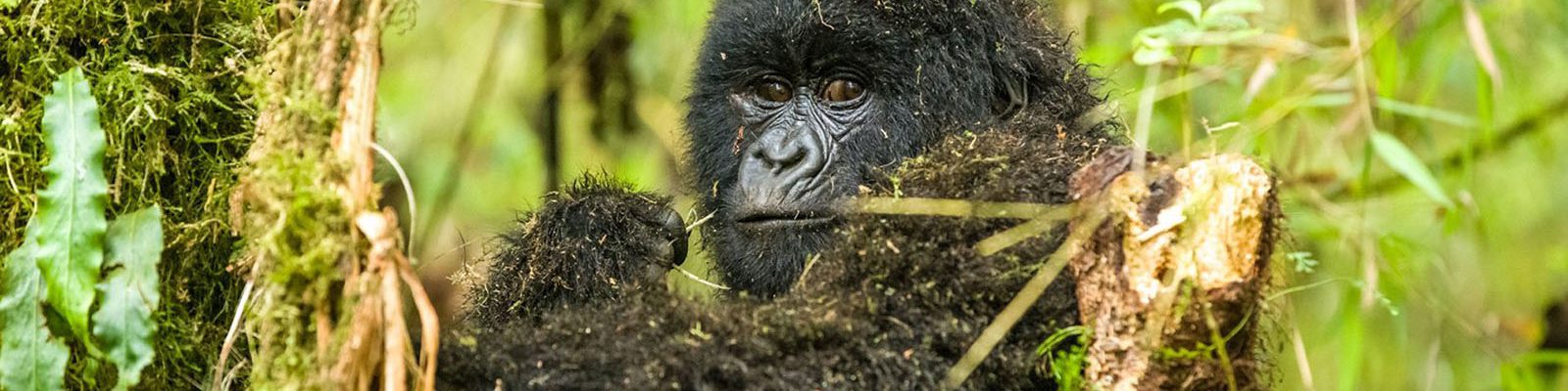 Gorilla Trekking Rules & Regulations
