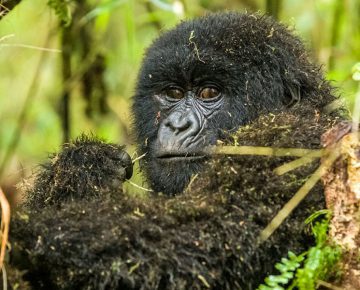 Gorilla Trekking Rules & Regulations