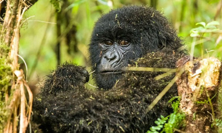 Gorilla Trekking Rules & Regulations