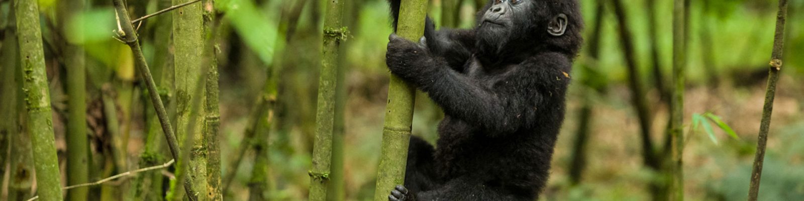Rwanda Gorilla Permits