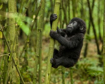 Rwanda Gorilla Permits