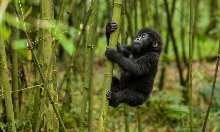 Rwanda Gorilla Permits