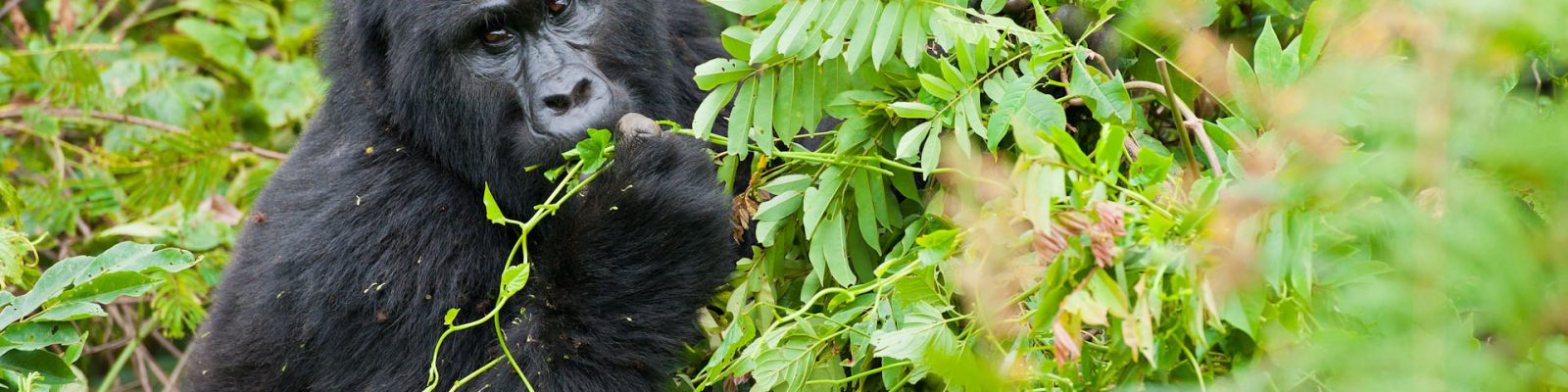 Uganda Gorilla Permits