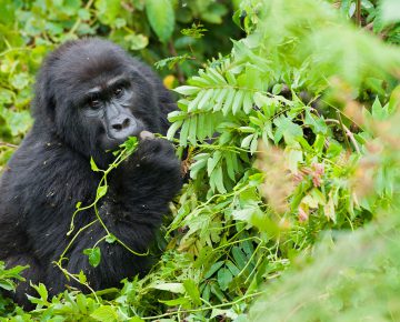 Uganda Gorilla Permits