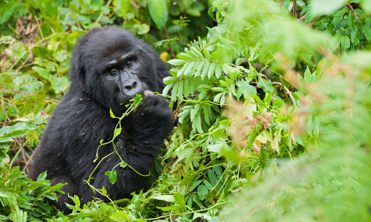 Uganda Gorilla Permits