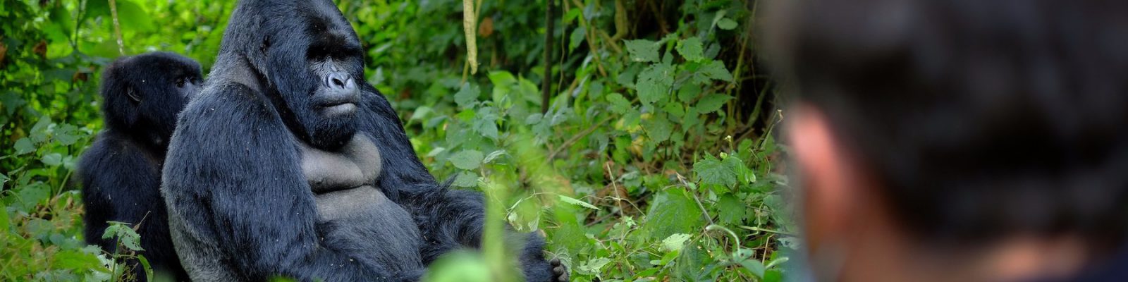Complete List of Rwanda Gorilla Families & Groups