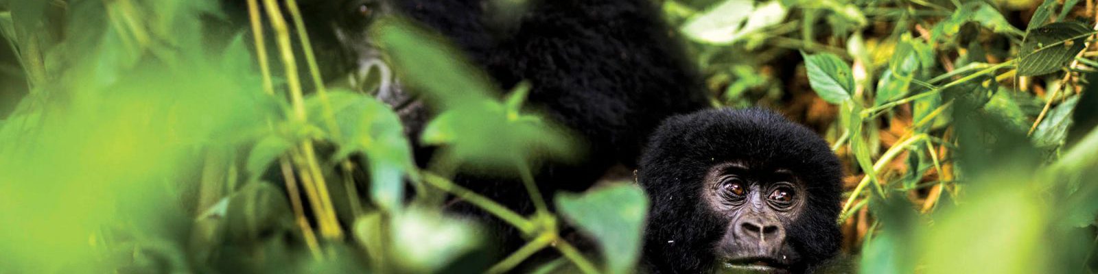 Why do gorillas fight?