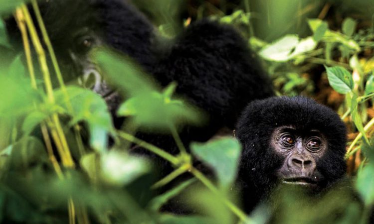 Why do gorillas fight?
