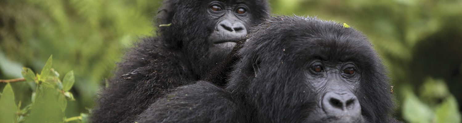 Agashya Gorilla Family