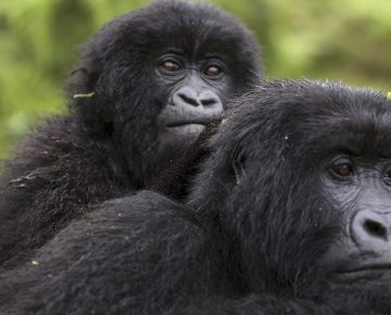 Agashya Gorilla Family