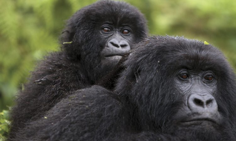Agashya Gorilla Family