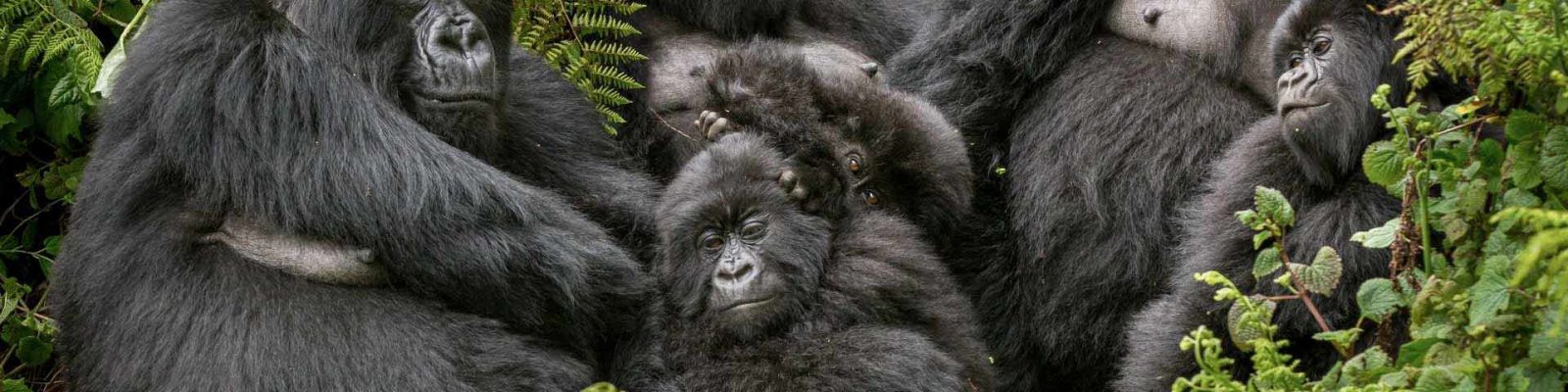 Bageni Gorilla Family