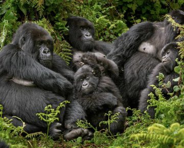 Bageni Gorilla Family