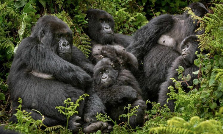 Bageni Gorilla Family