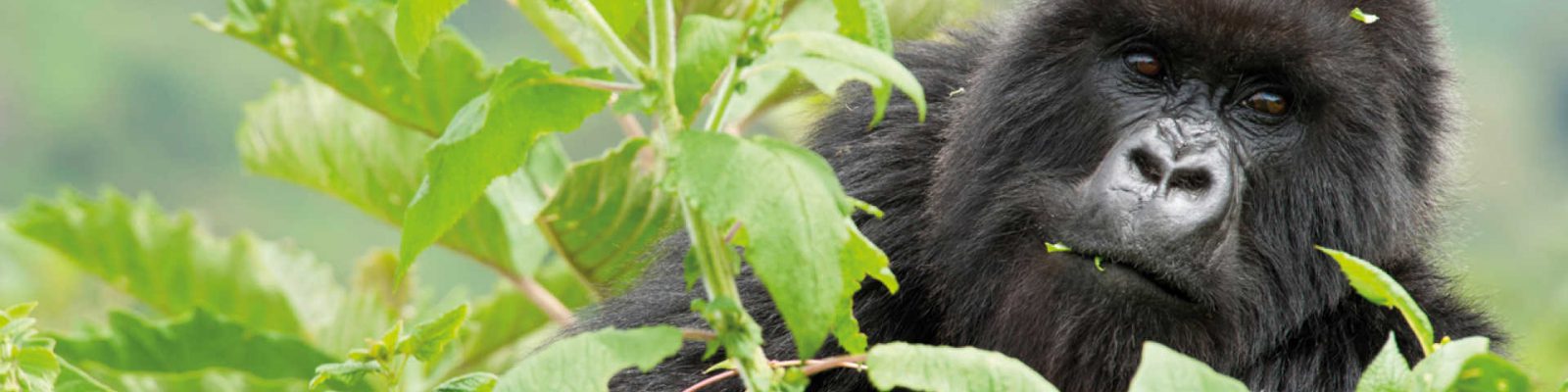Bikingi Gorilla Family