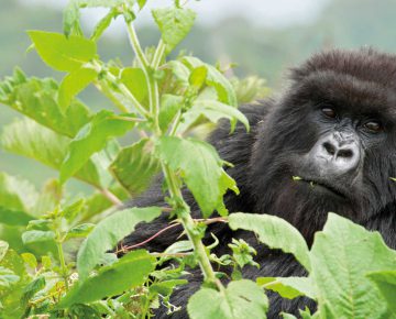Bikingi Gorilla Family