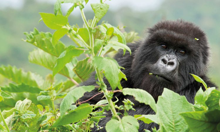 Bikingi Gorilla Family
